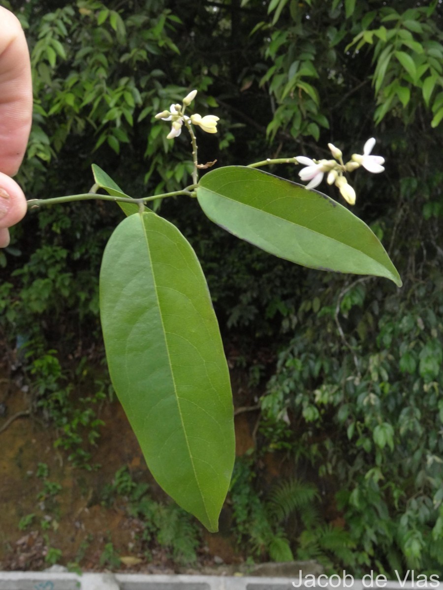 Xanthophyllum zeylanicum Meijden